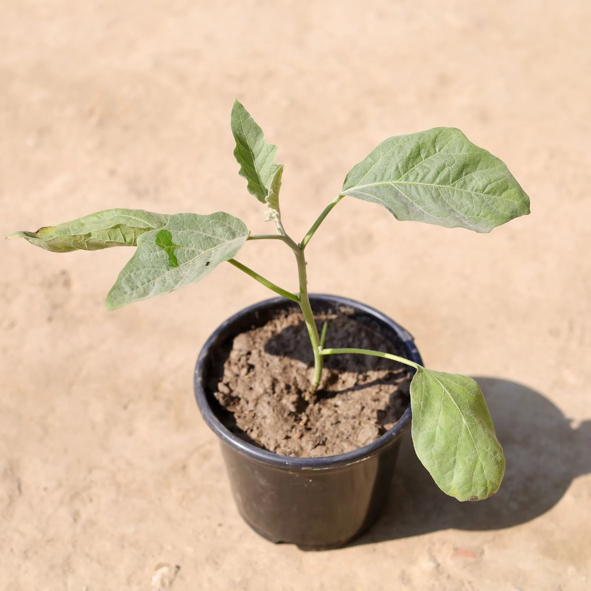 Brinjal / Baigan in 6 Inch Nursery Pot