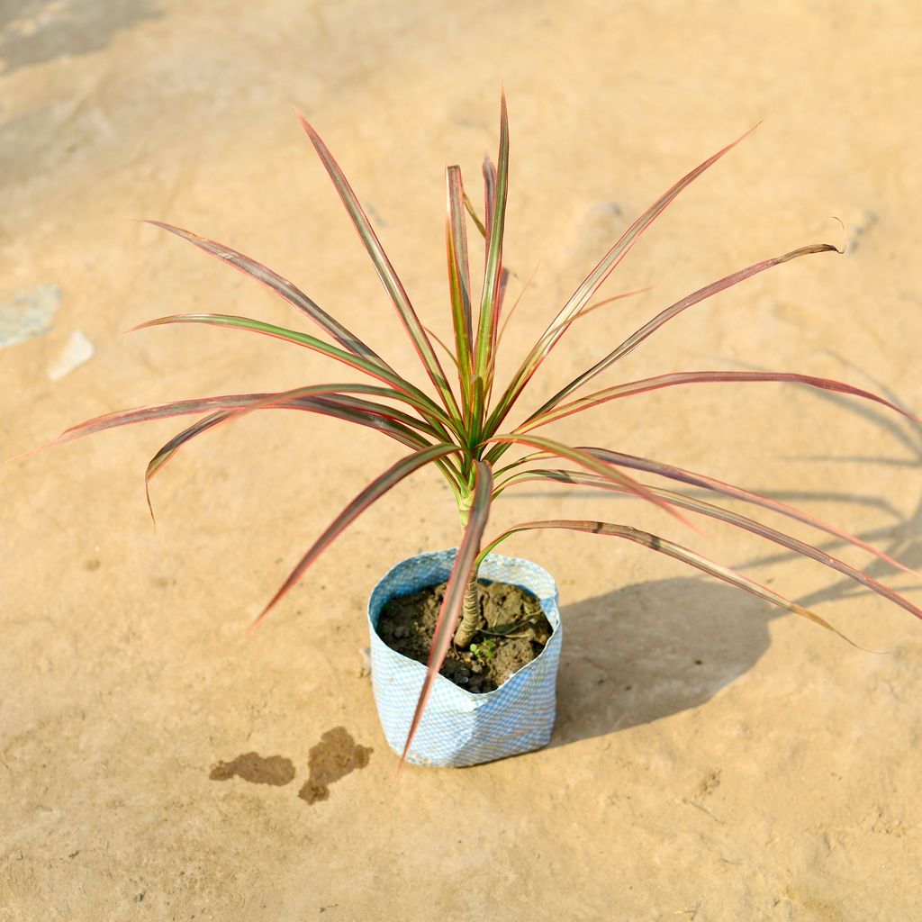 Buy Dracaena Colorama Red in 4 Inch Nursery Bag Online | Urvann.com Dracaena Colorama / Marginata Red in 4 Inch Nursery Bag