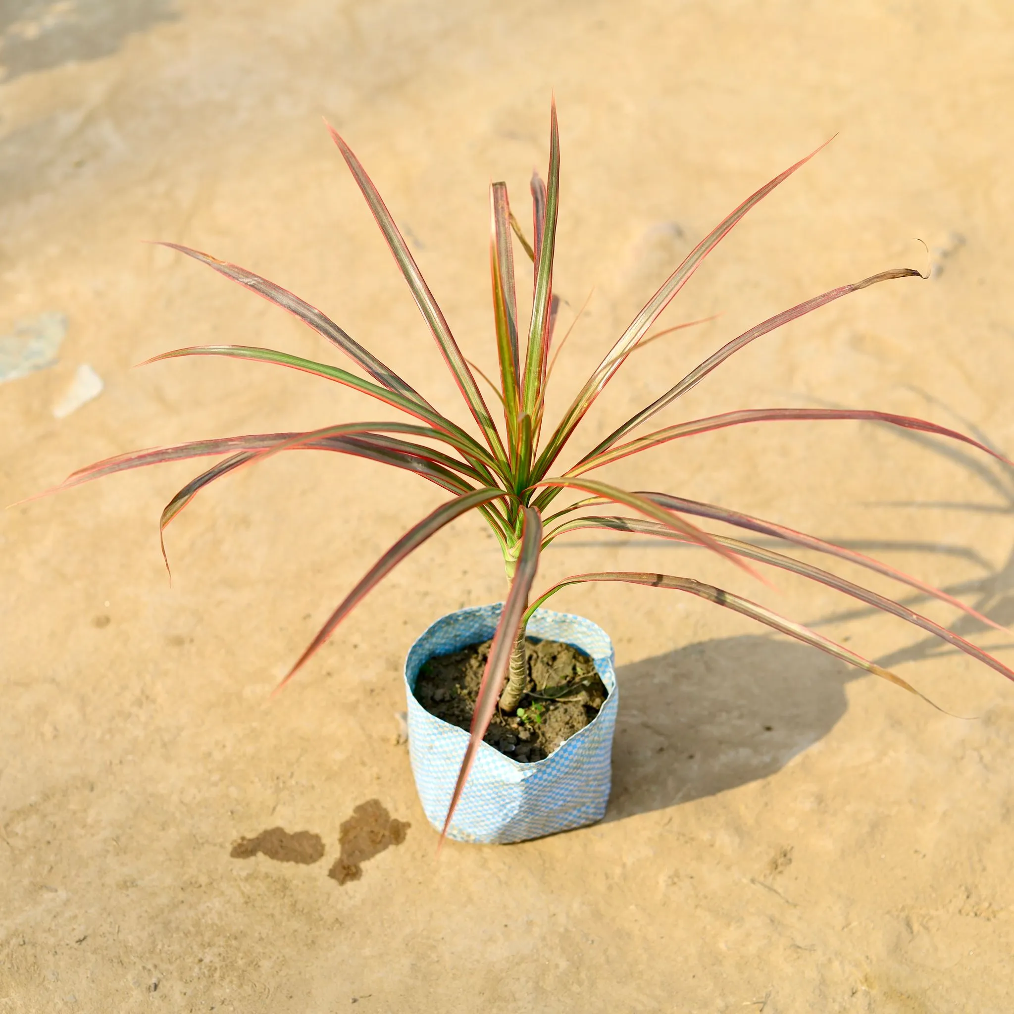 Dracaena Colorama / Marginata Red in 4 Inch Nursery Bag
