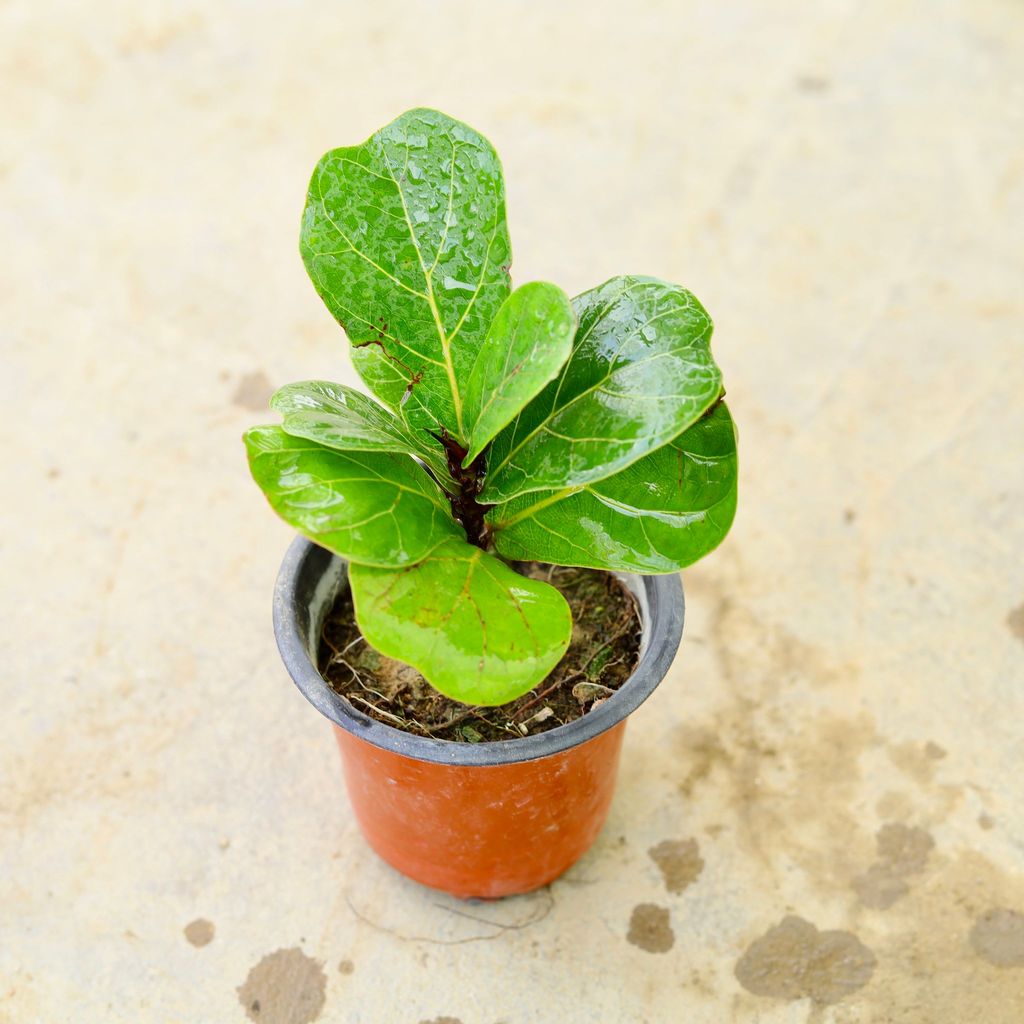 Buy Fiddle Leaf Fig / Ficus Lyrata in 4 Inch Nursery Pot Online | Urvann.com Fiddle Leaf Fig / Ficus Lyrata in 4 Inch Nursery Pot
