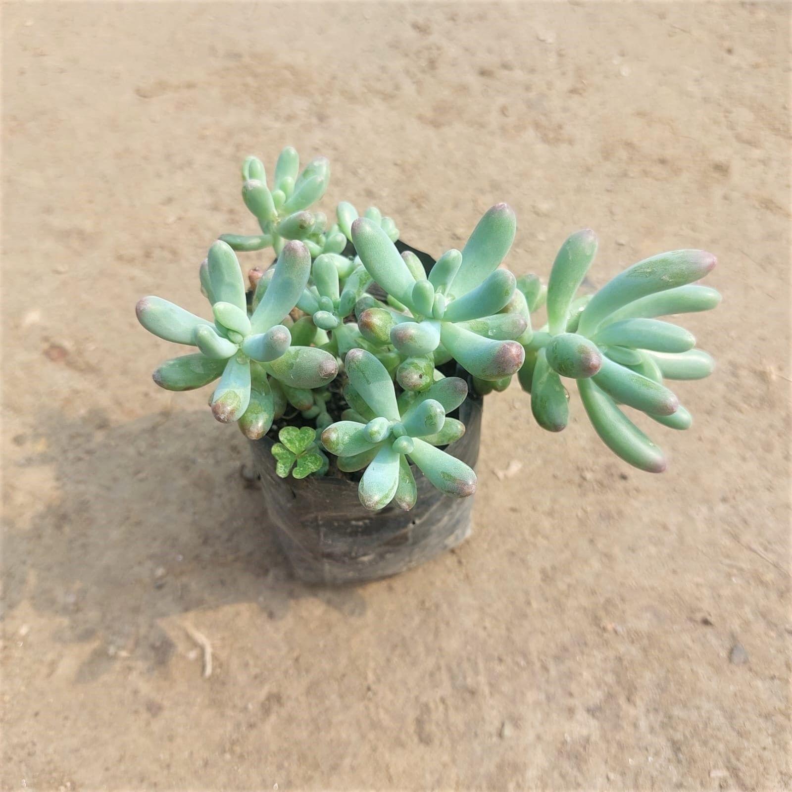 Sedum Banana Succulent in 3 Inch Nursery Bag