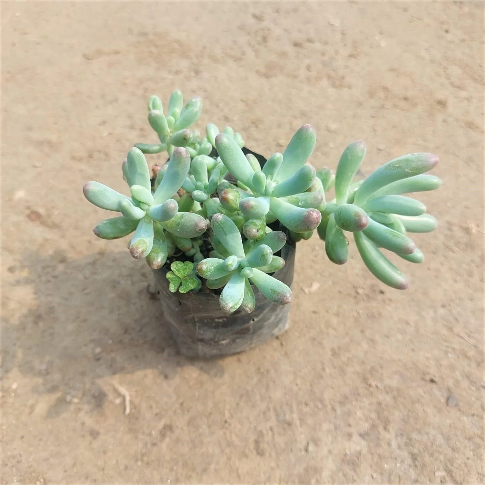 Sedum Banana Succulent in 3 Inch Nursery Bag