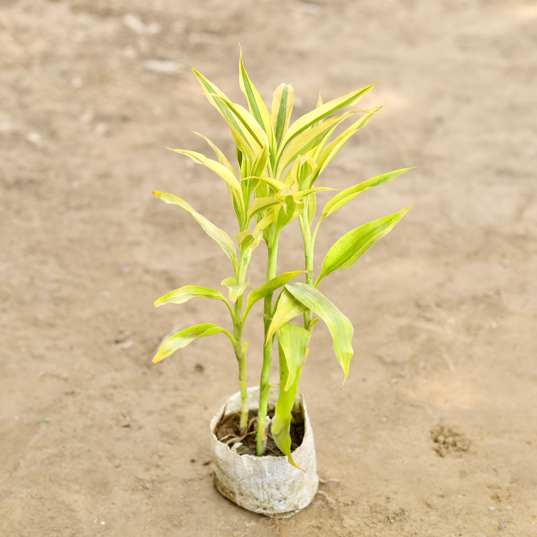 Golden Lucky Bamboo in 4 Inch Nursery bag