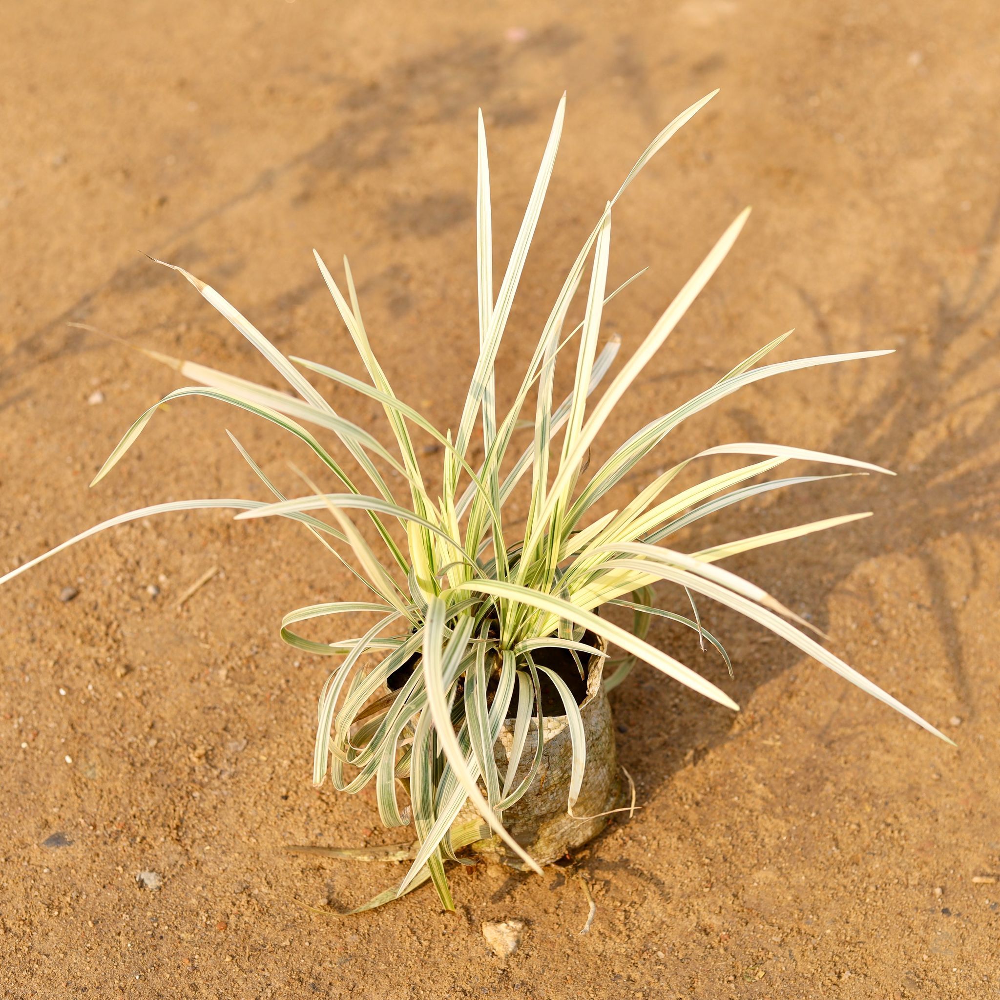 Ribbon Grass in 4 Inch Nursery Bag
