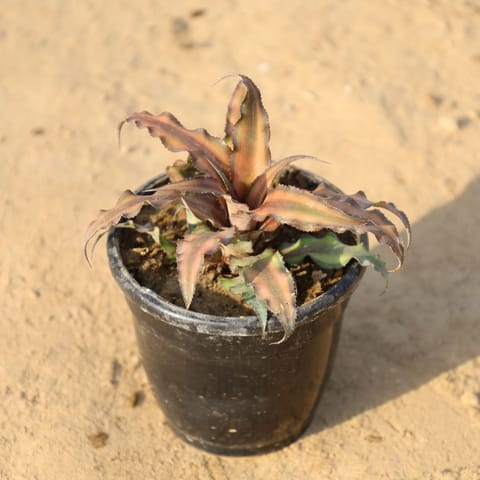 Cryptanthus (Any Colour) in 4 Inch Nursery Pot