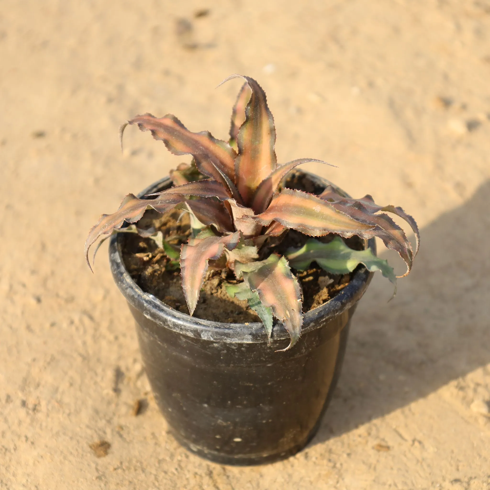 Cryptanthus (Any Colour) in 4 Inch Nursery Pot