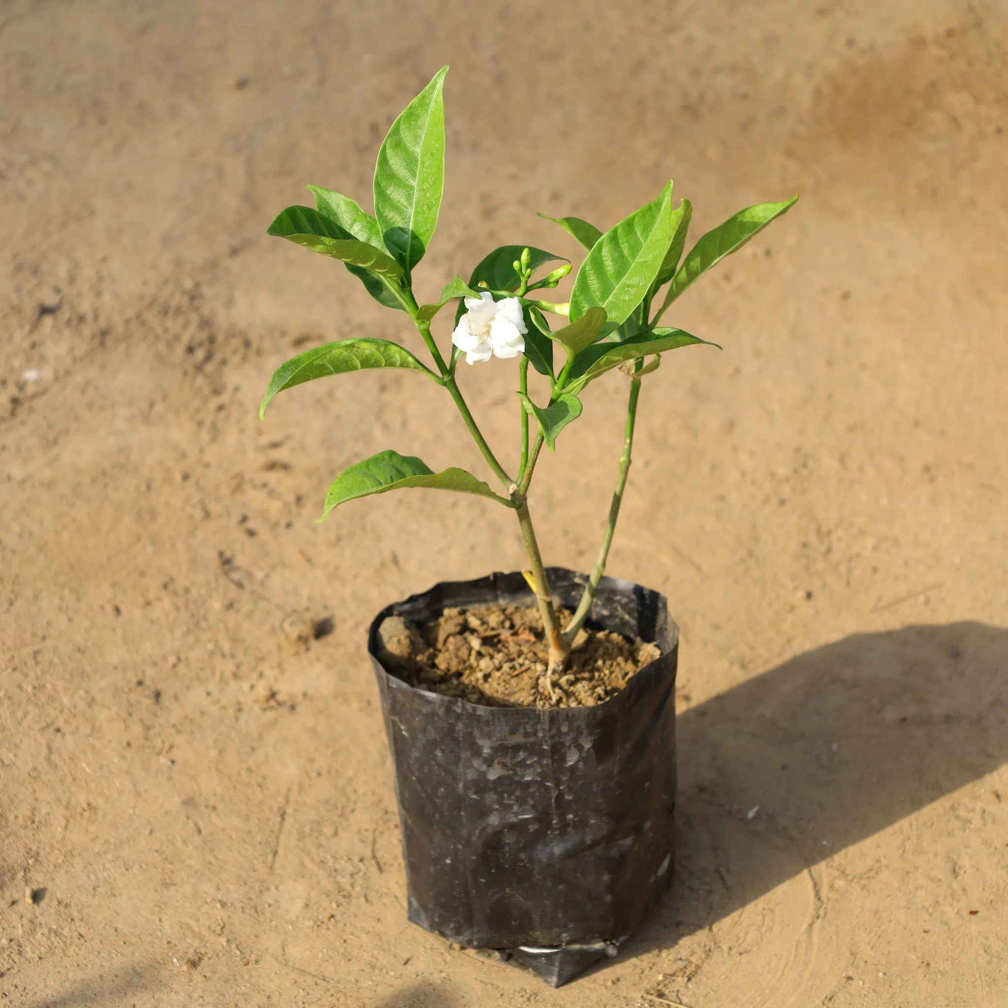 Double Chandni Pune variety in 5 Inch Nursery Bag