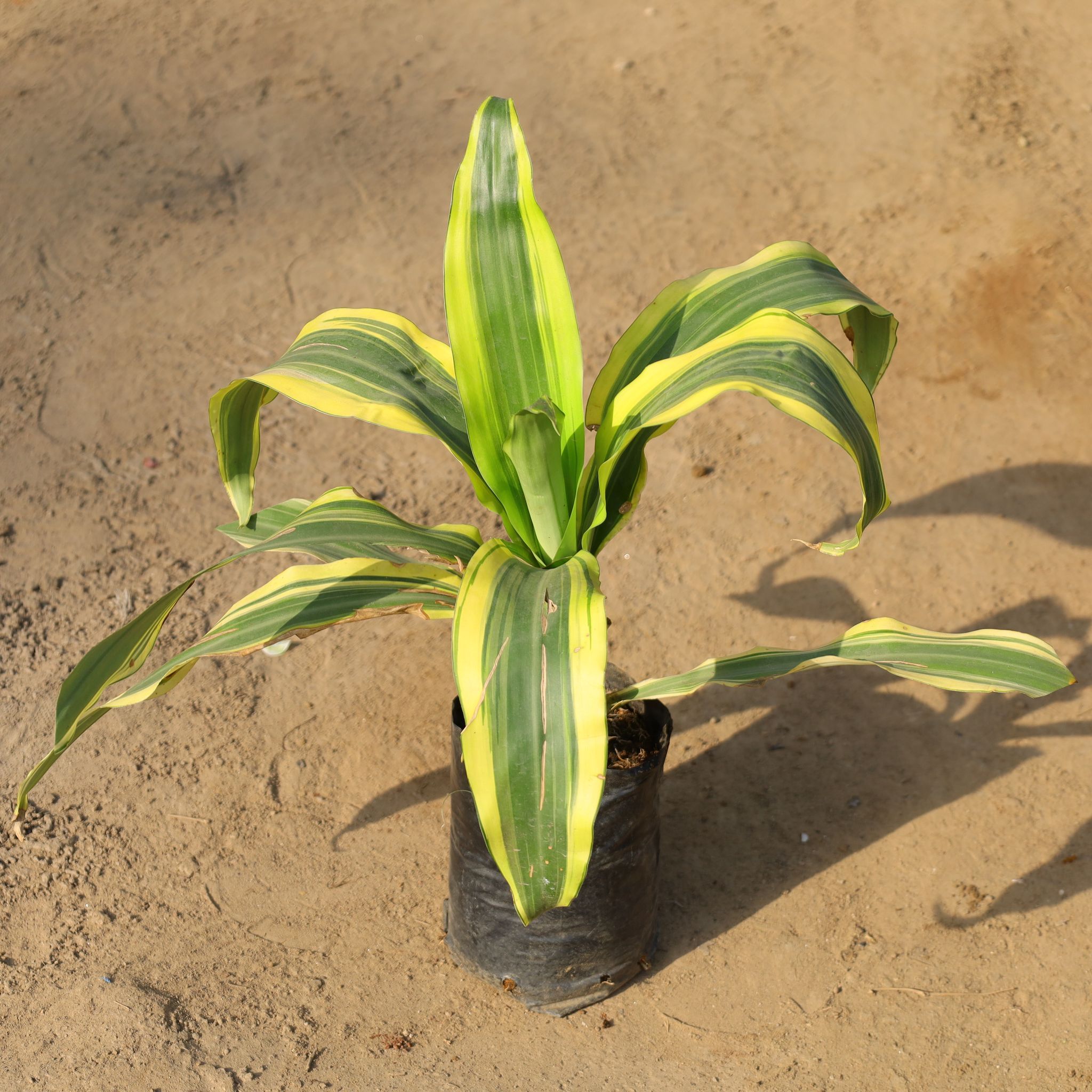 Dracaena Victoria in 5 Inch Nursery Bag