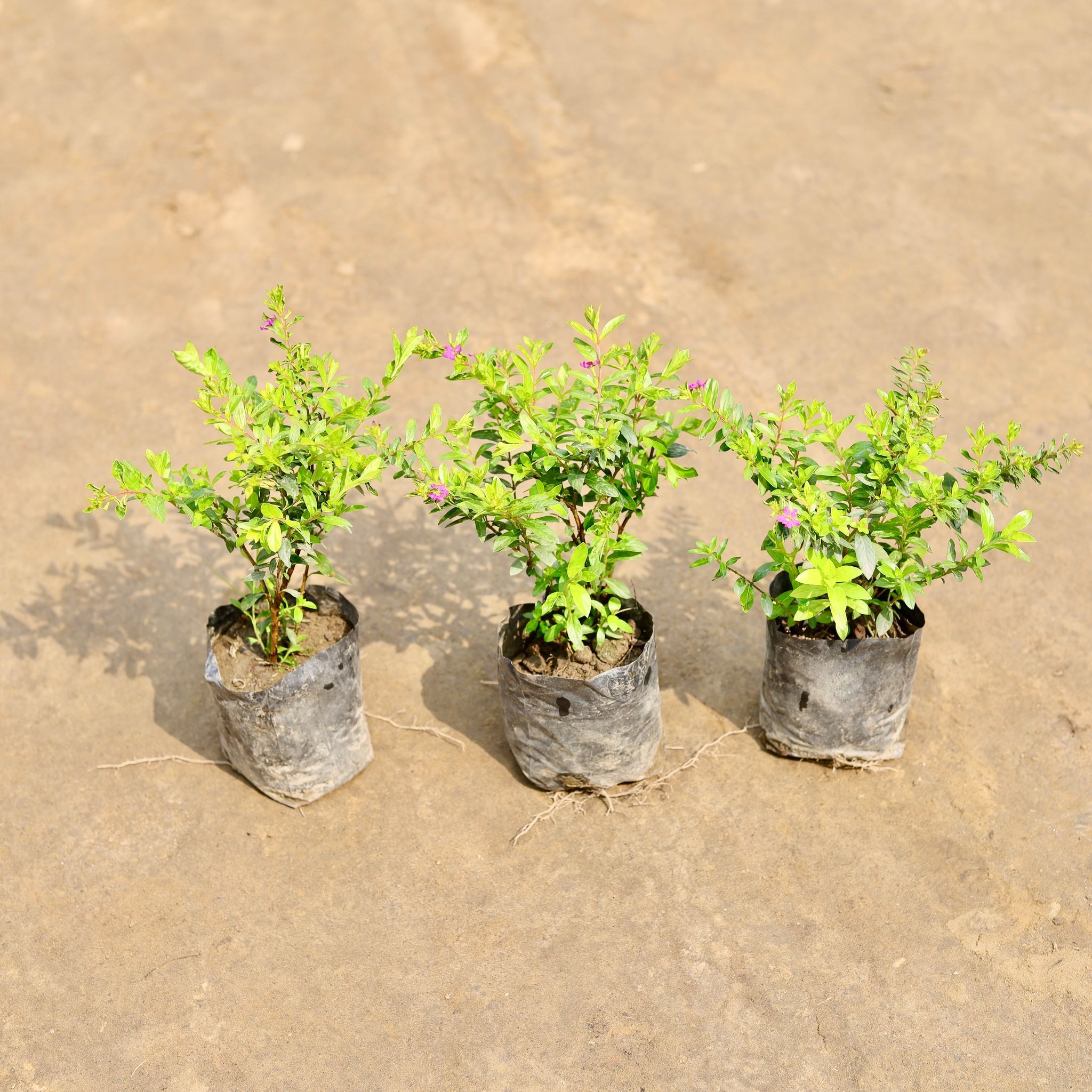 Set of 3 -  Cuphea / False Heather (Any Colour) in 4 Inch Nursery bag