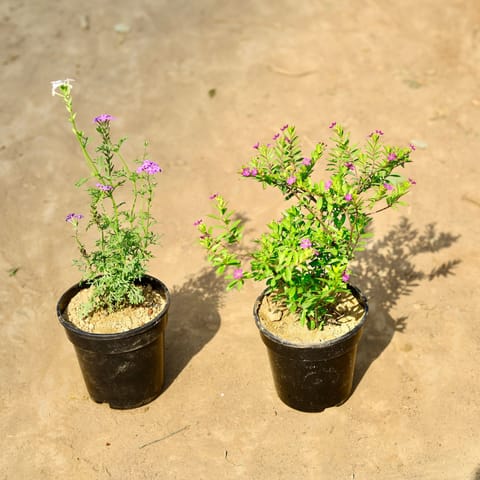 Set of 2 - Verbena & Kulfa / Purslane in 5 Inch Live Plant Nursery pot
