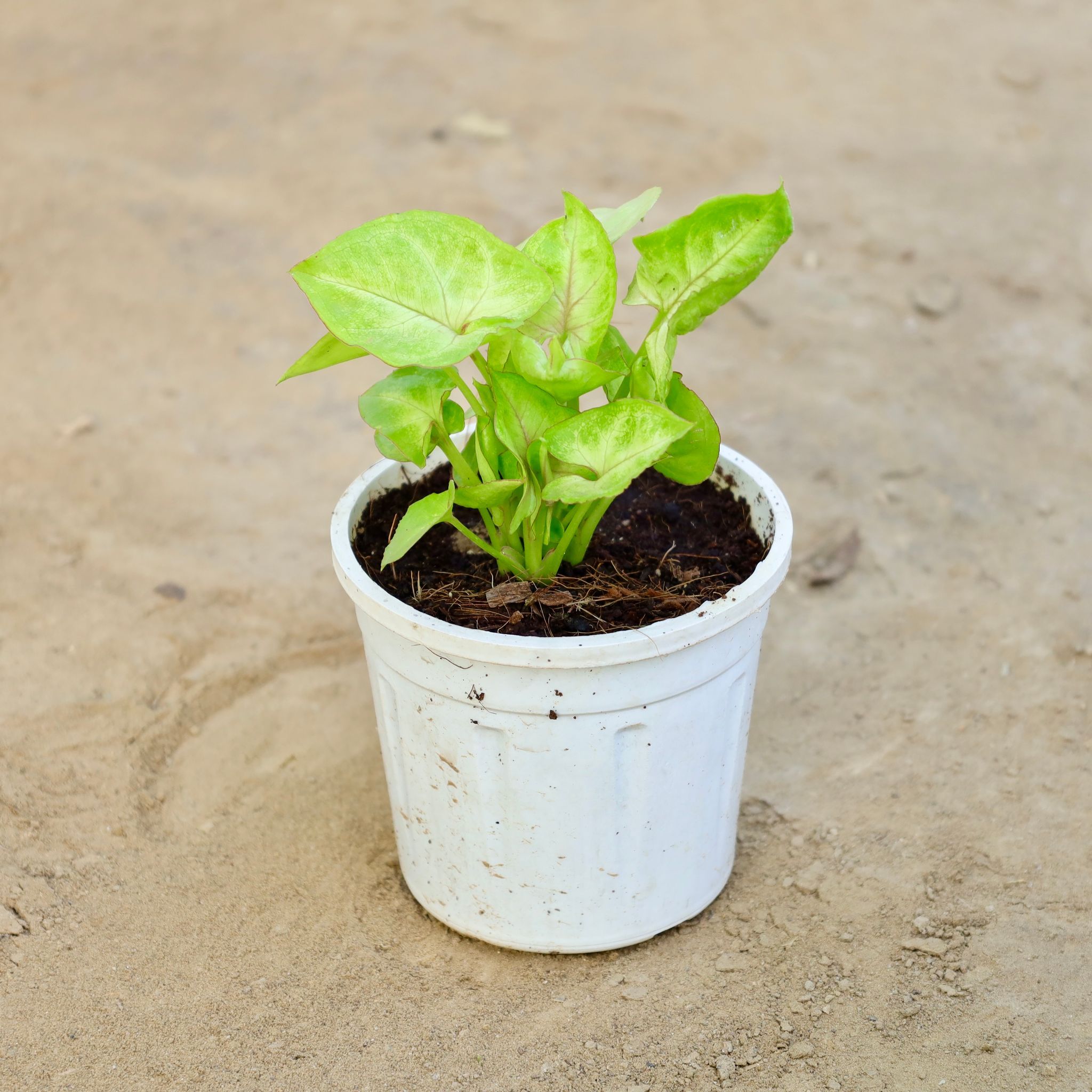 Syngonium Golden in 4 Inch Nursery Pot