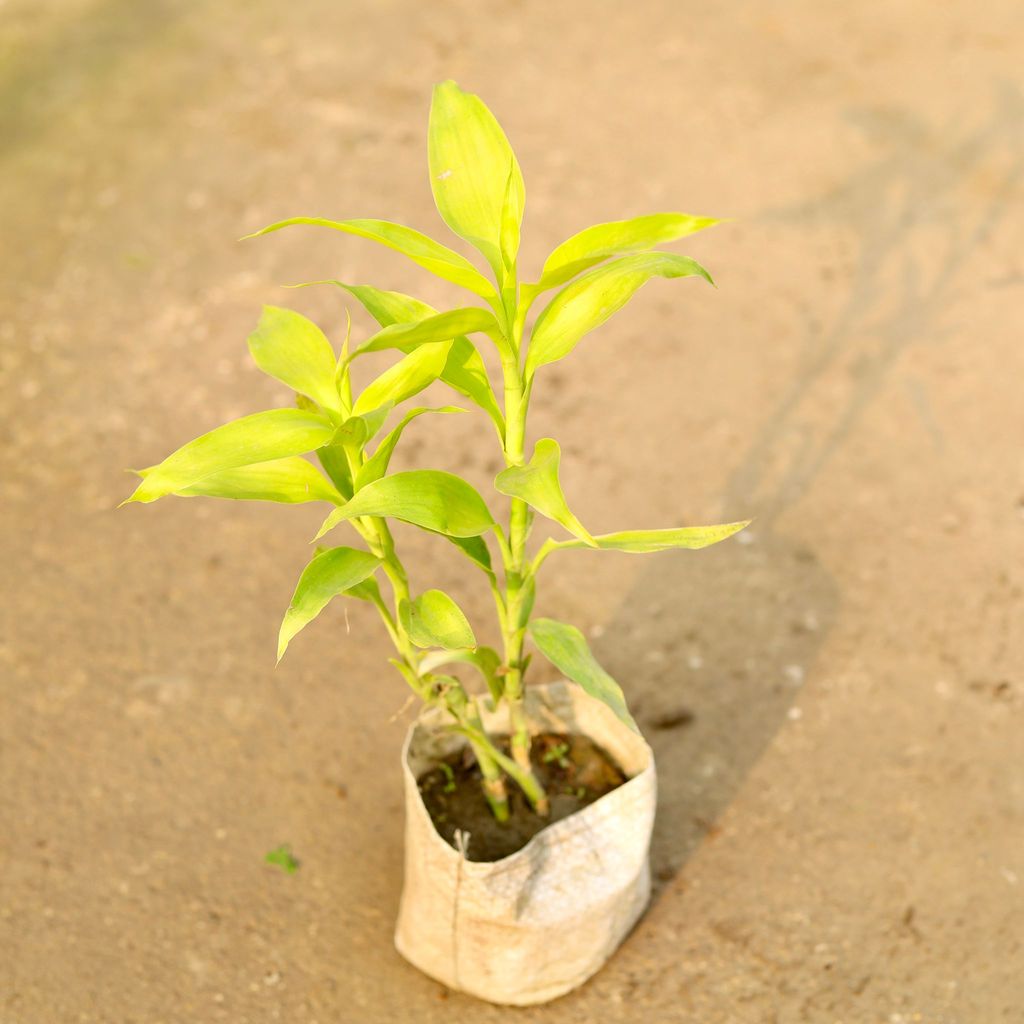Buy Lucky Bamboo Golden in 4 Inch Nursery Bag Online | Urvann.com Lucky Bamboo Golden in 4 Inch Nursery Bag