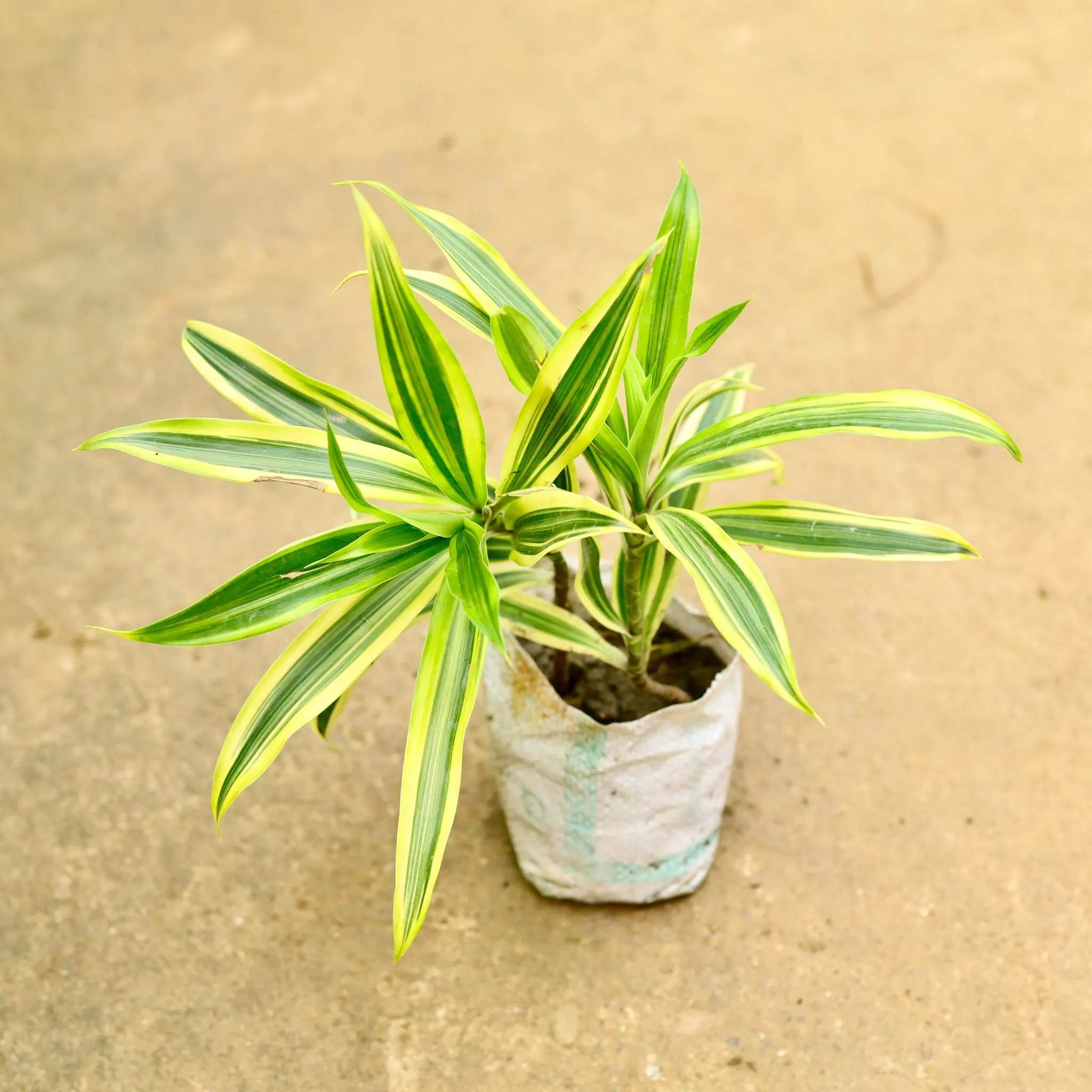 Song of India in 4 Inch Nursery Bag