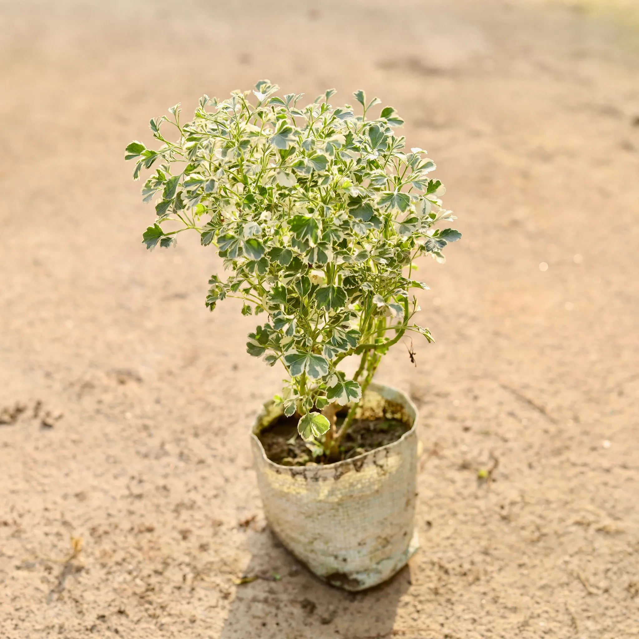 Aralia Variegated in 4 Inch Nursery Bag