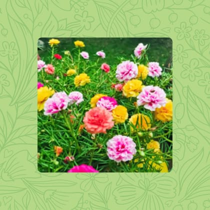 Free Gift - Portulaca Mixed Seeds - Excellent Germination - Flash Sale