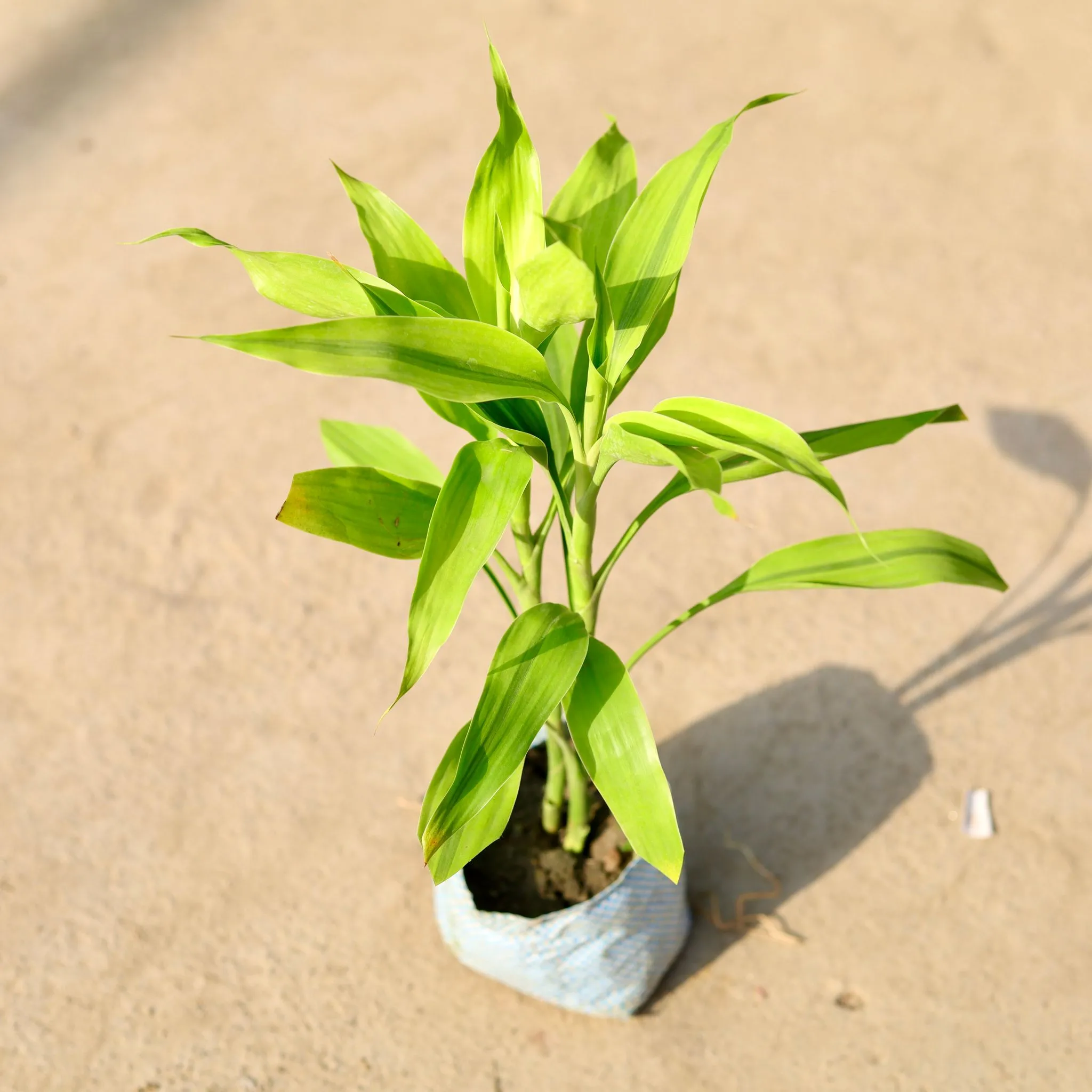 Lucky Bamboo in 4 Inch Nursery Bag