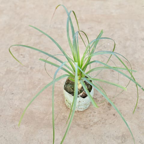 Nolina Palm / Ponytail Palm in 4 Inch Nursery Bag
