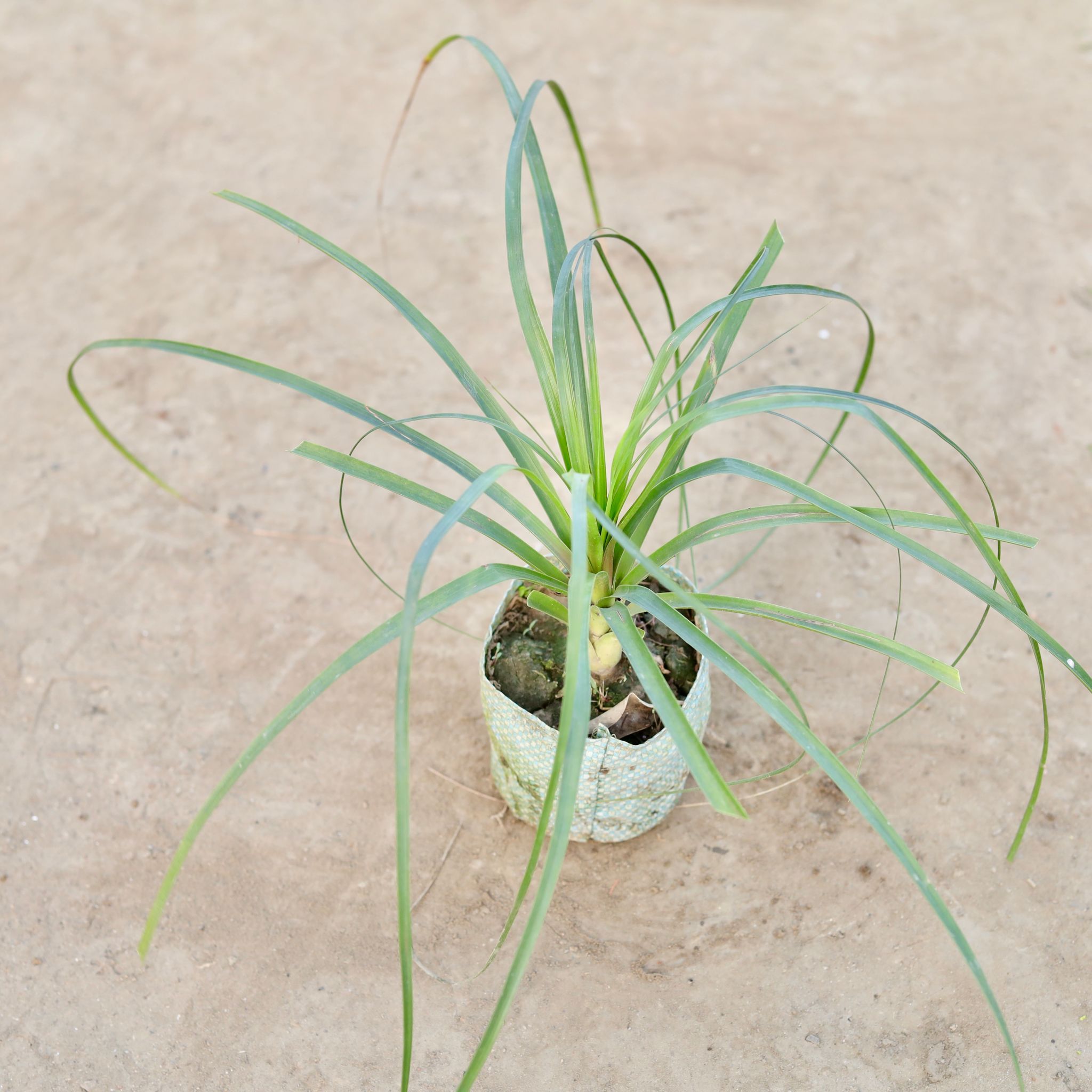 Nolina Palm / Ponytail Palm in 4 Inch Nursery Bag