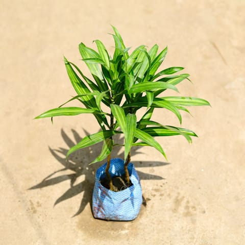 Dracaena Messenger in 4 Inch Nursery Bag