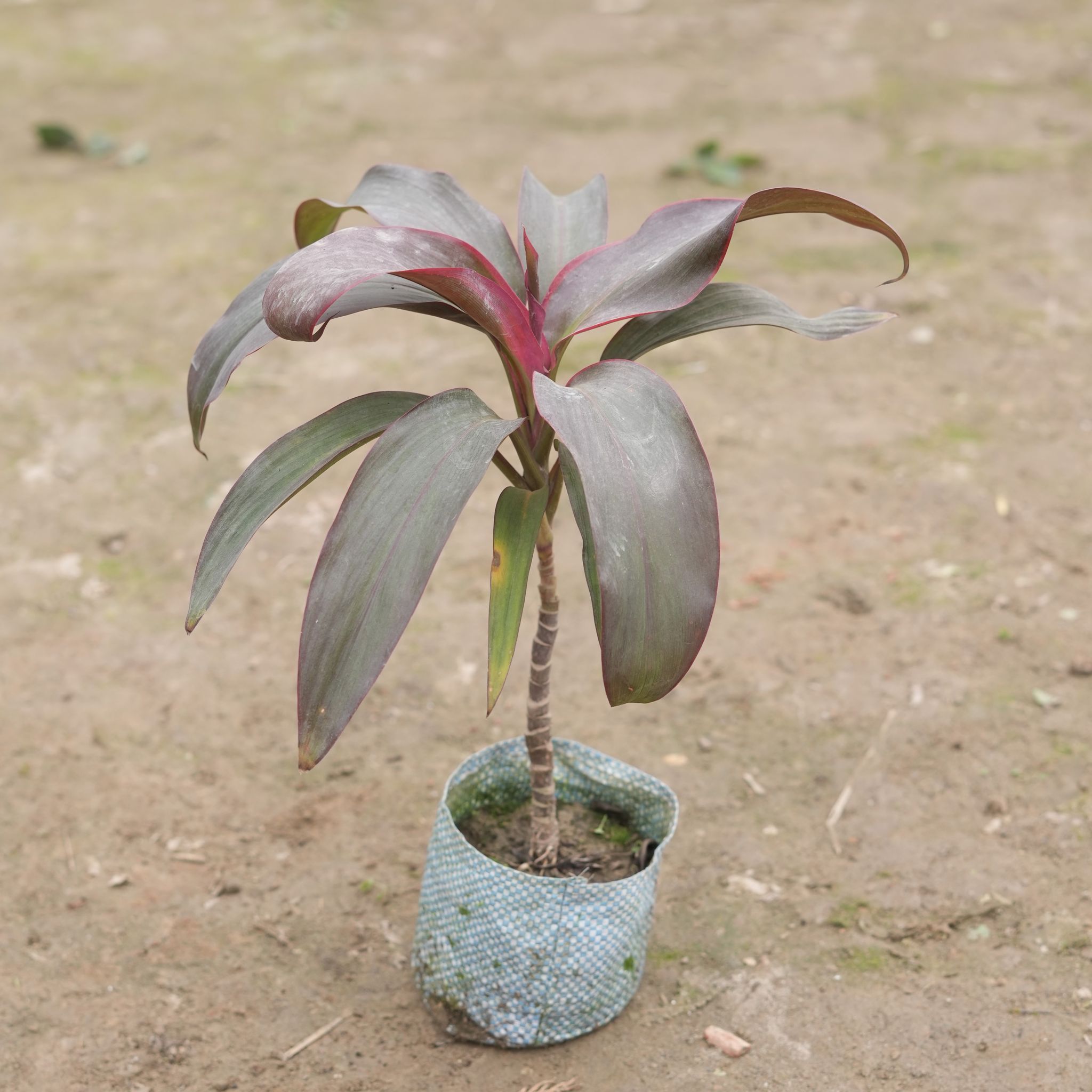 Dracaena Rosea in 4 Inch Nursery Bag