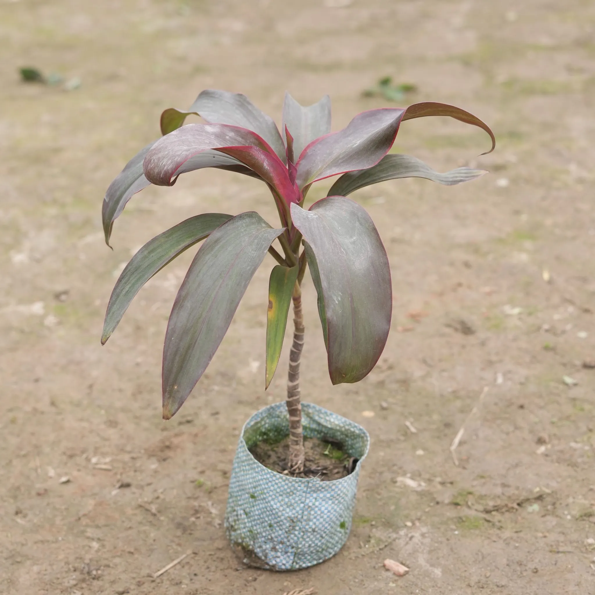 Dracaena Rosea in 4 Inch Nursery Bag