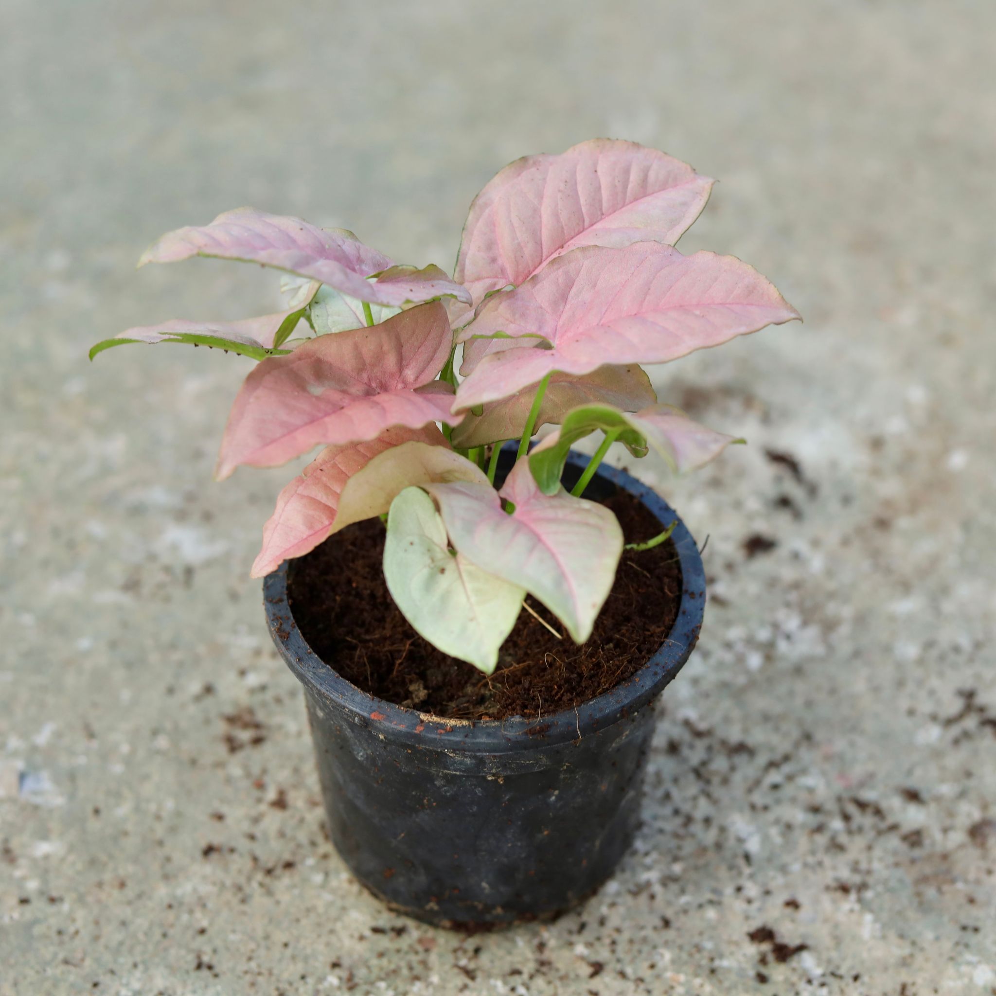 Syngonium Pink in 3 Inch Black Nursery Pot