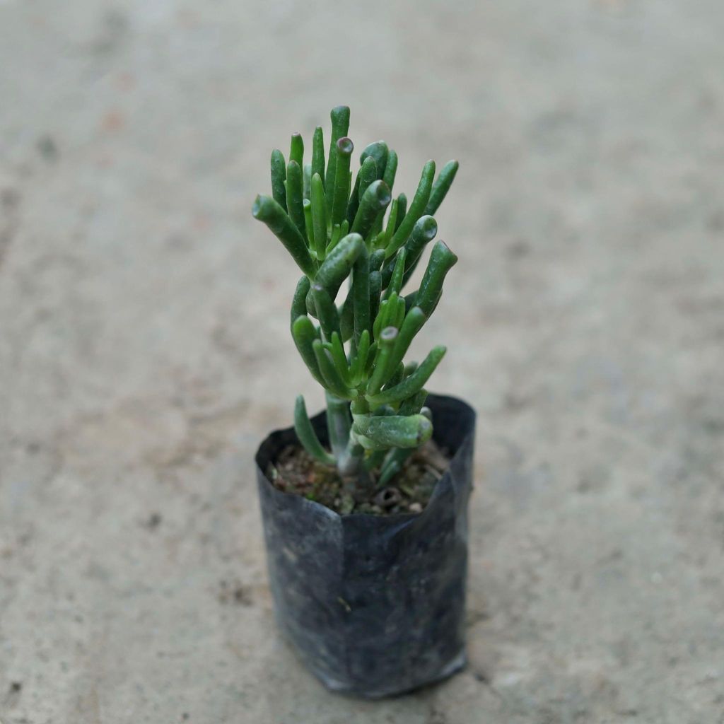 Finger Crassula in 4 Inch Nursery Bag Finger Crassula in 4 Inch Nursery Bag