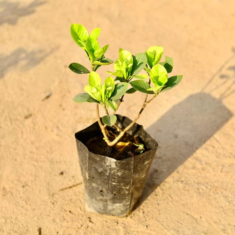 Gandhraaj / Gardenia in 4 Inch Nursery Bag