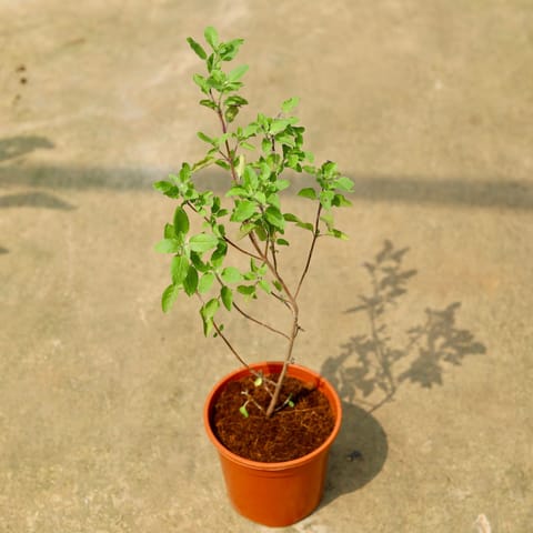 Rama Tulsi in 6 Inch Live Fresh Plant Red Nursery Pot in Sector 84
