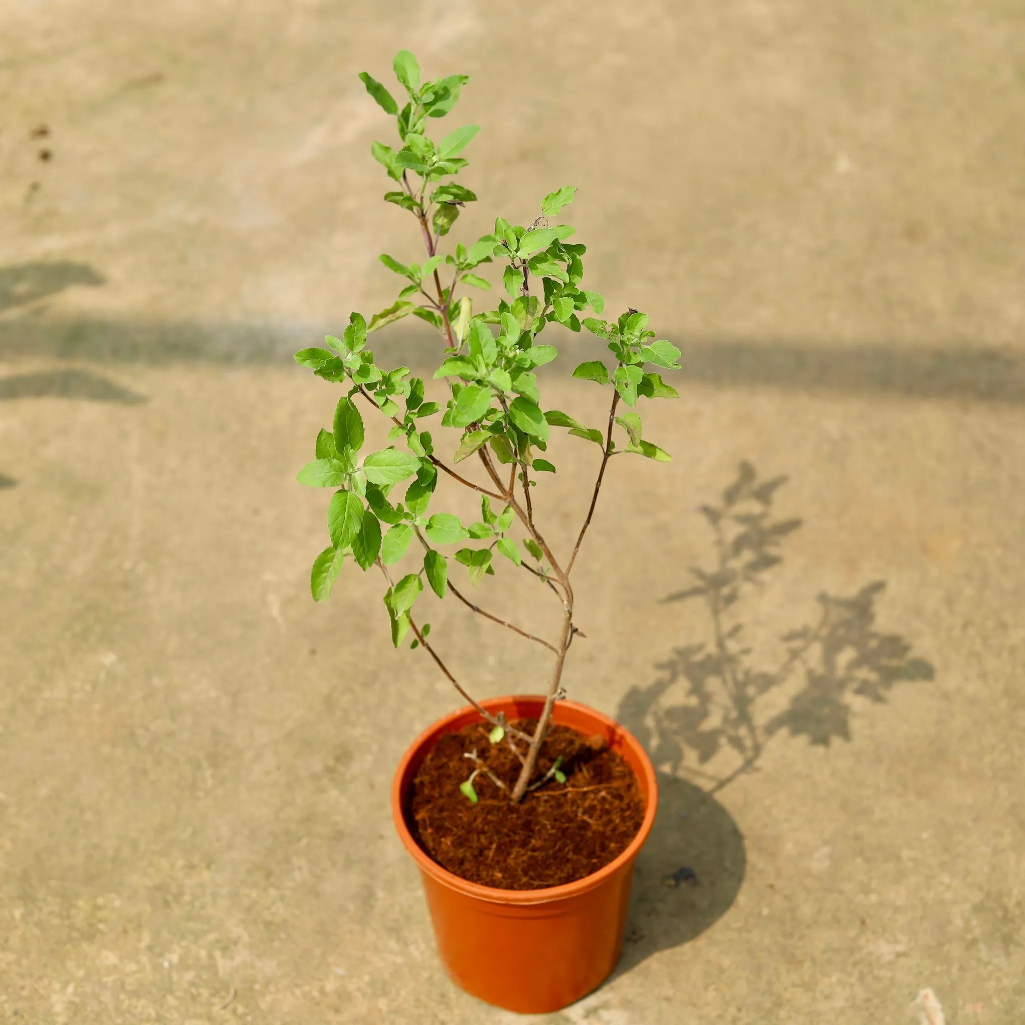 Rama Tulsi in 6 Inch Red Nursery Pot