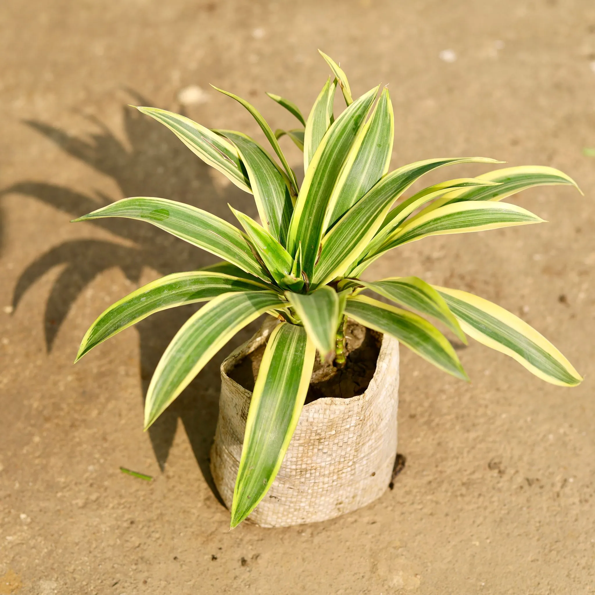 Song of India in 4 Inch Nursery Bag