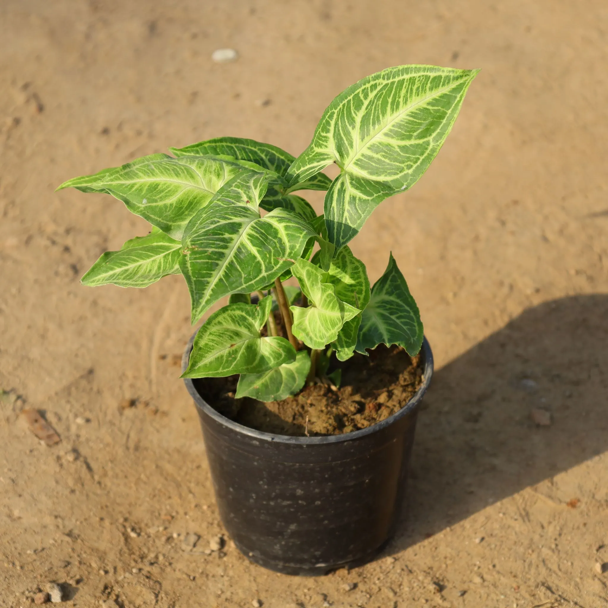 Syngonium Green in 4 Inch Nursery Pot