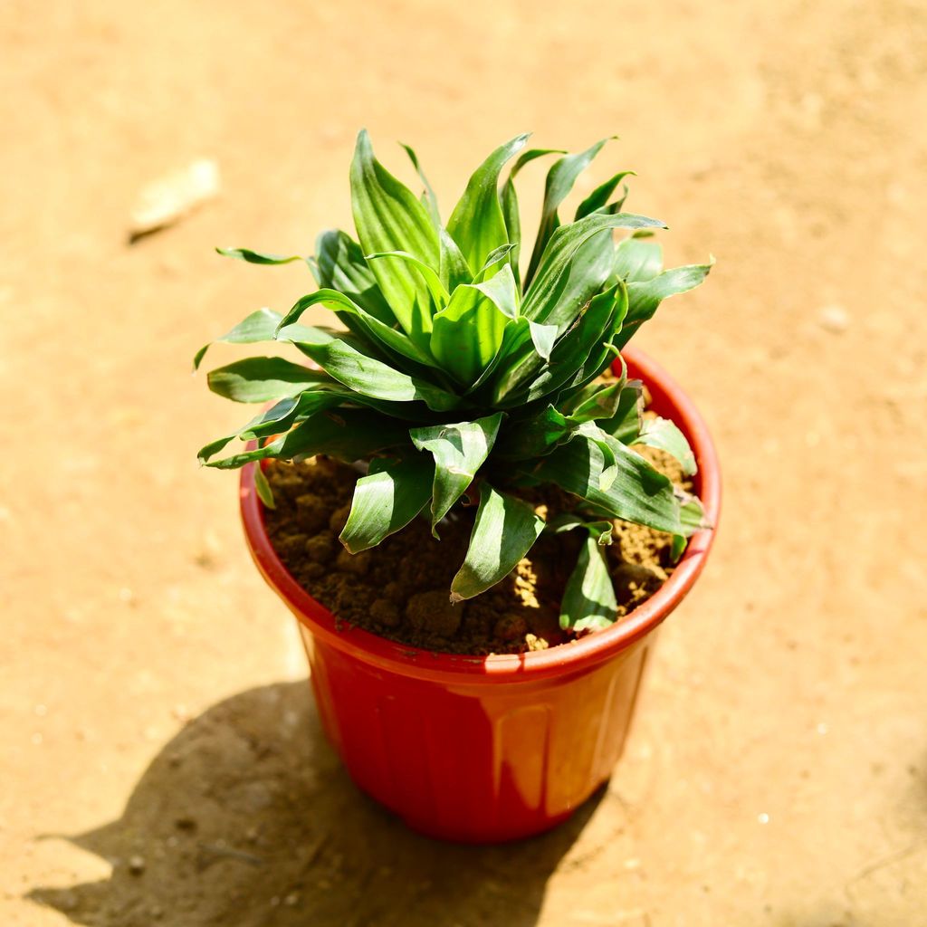 Buy Dracaena Compacta in 6 Inch Red Super Nursery Pot Online | Urvann.com Dracaena Compacta in 6 Inch Red Super Nursery Pot