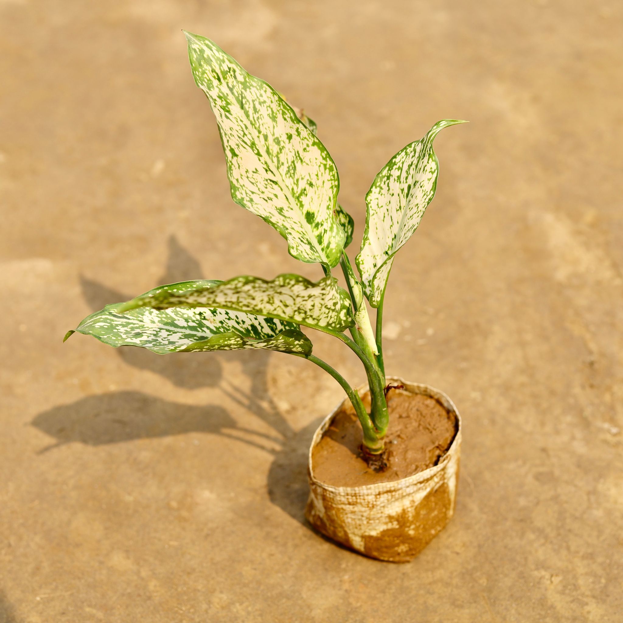 Aglaonema Snow White in 4 Inch Nursery bag