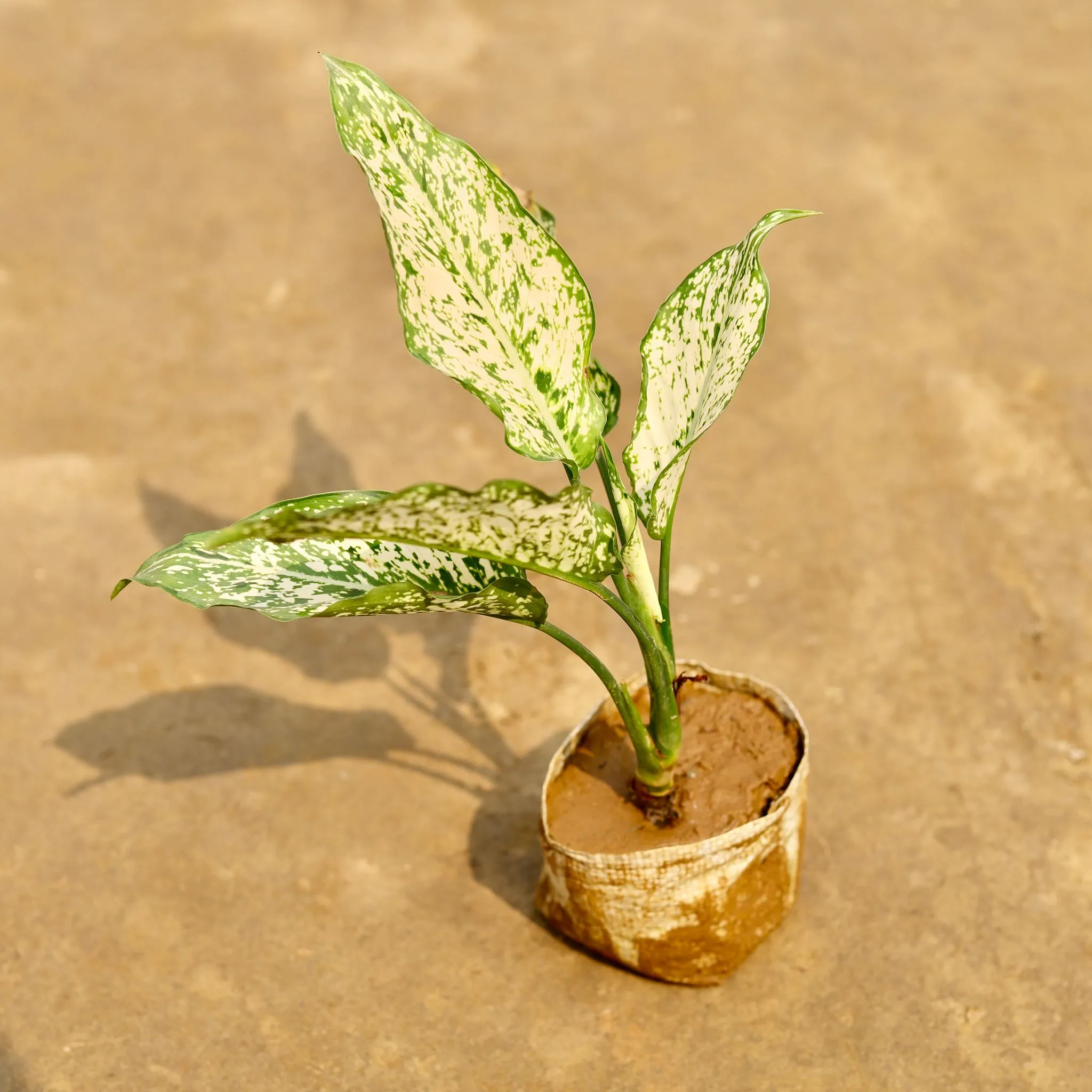 Aglaonema Snow White in 4 Inch Nursery bag