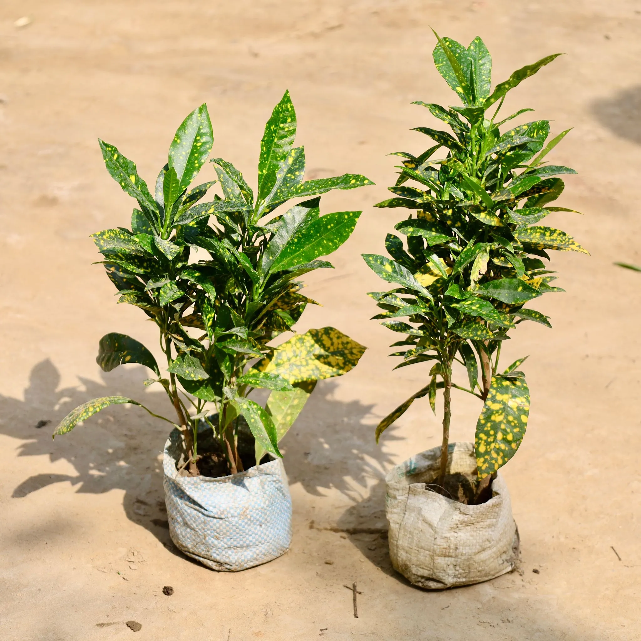 Set of 2 - Baby Croton in 4 Inch Nursery Bag