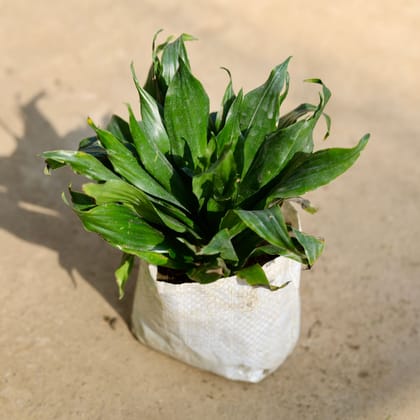 Buy Dracaena Compacta in 4 Inch Nursery bag Online | Urvann.com