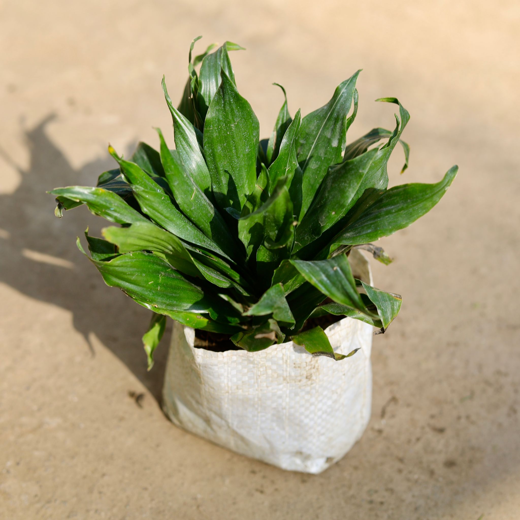 Dracaena Compacta in 4 Inch Nursery bag