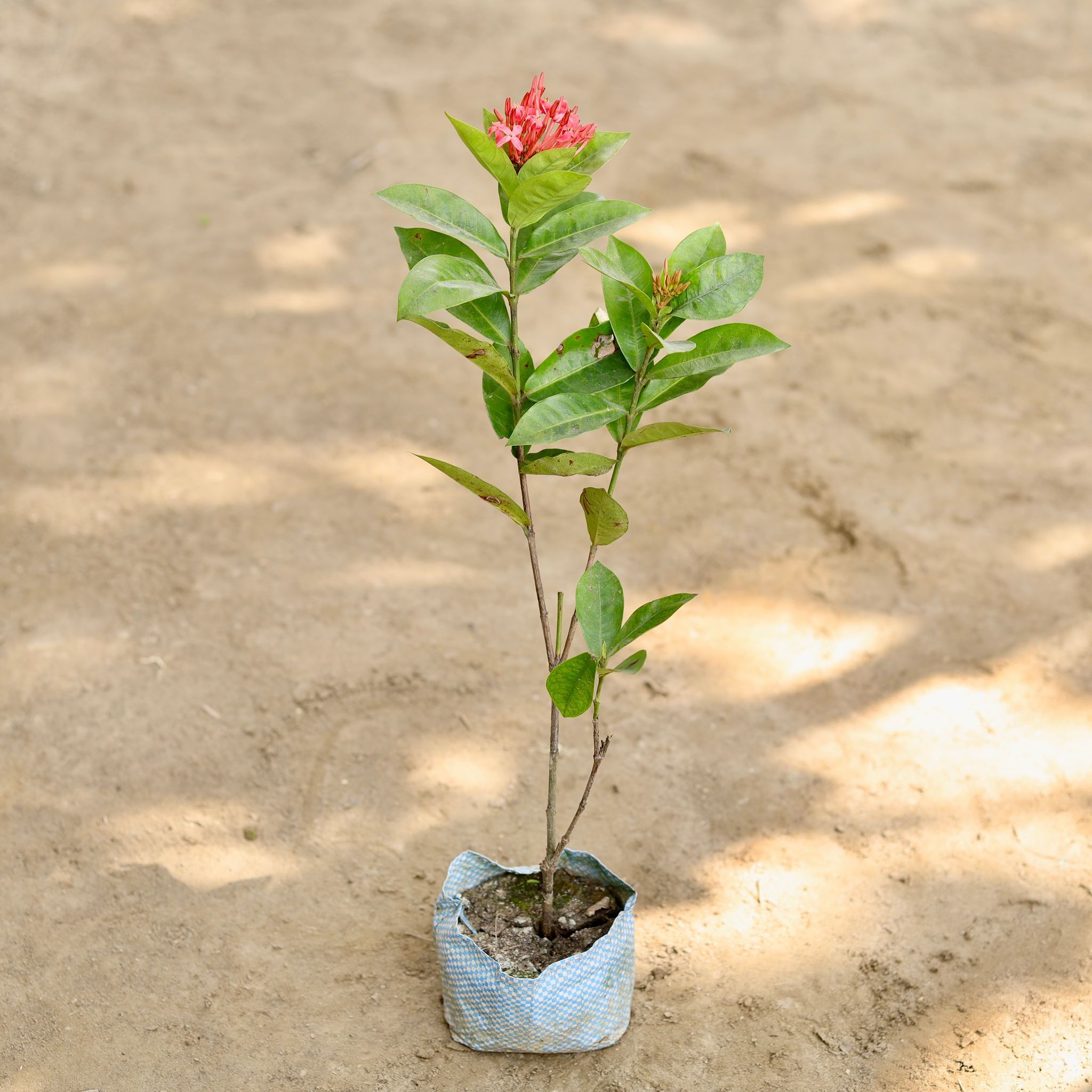 Ixora in 4 Inch Nursery bag