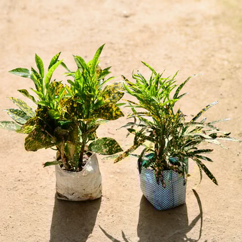 Set of 2 - Baby Croton & Chironji Croton in 4 Inch Nursery bag