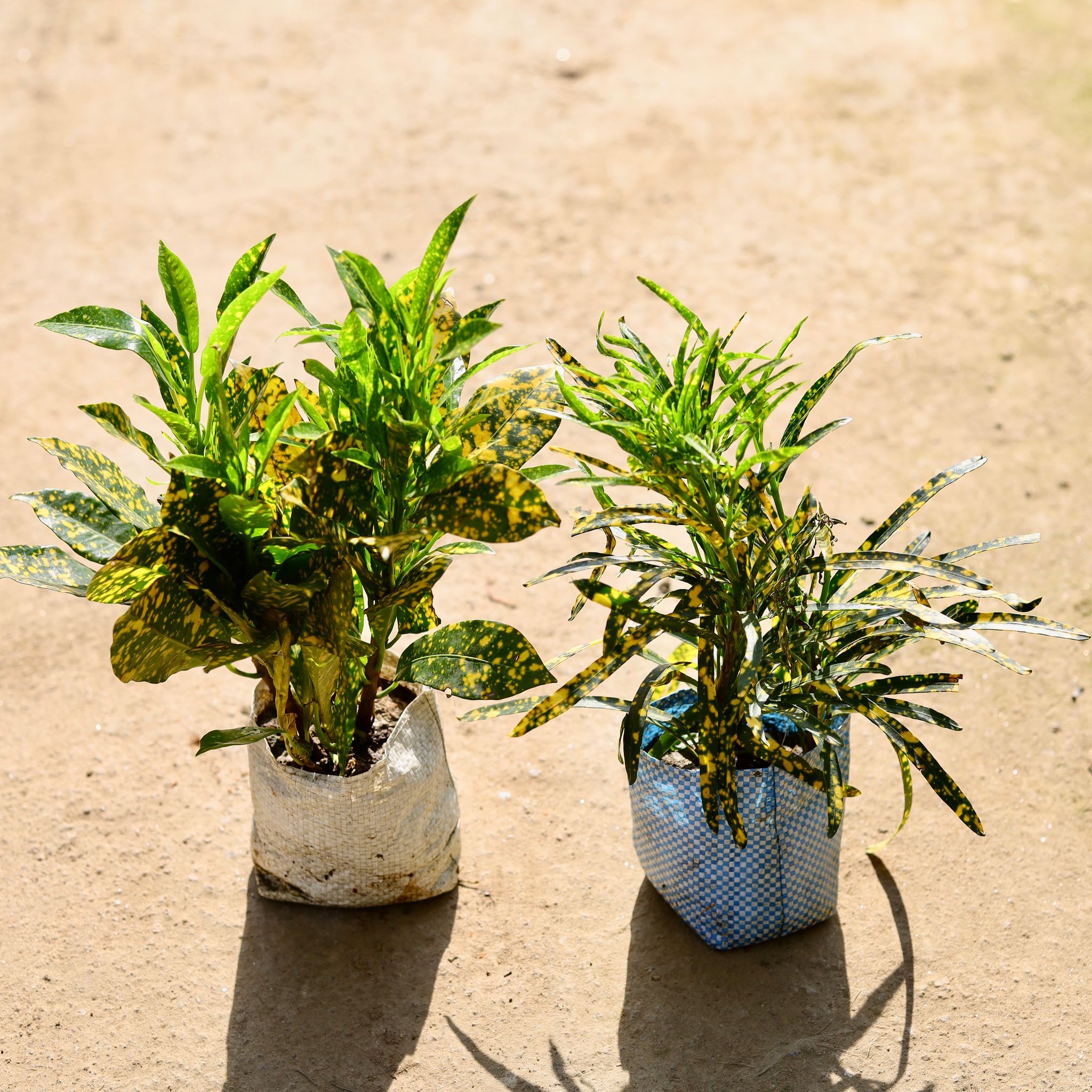 Set of 2 - Baby Croton & Chironji Croton in 4 Inch Nursery bag