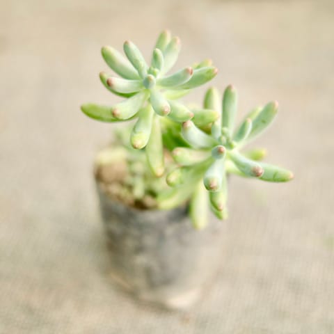 Sedum Banana Succulent in 4 Inch Nursery Bag