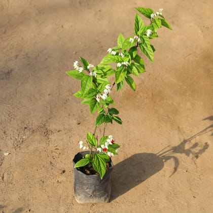 Buy Bleeding Heart Red / White in 4 Inch Nursery Bag Online | Urvann.com
