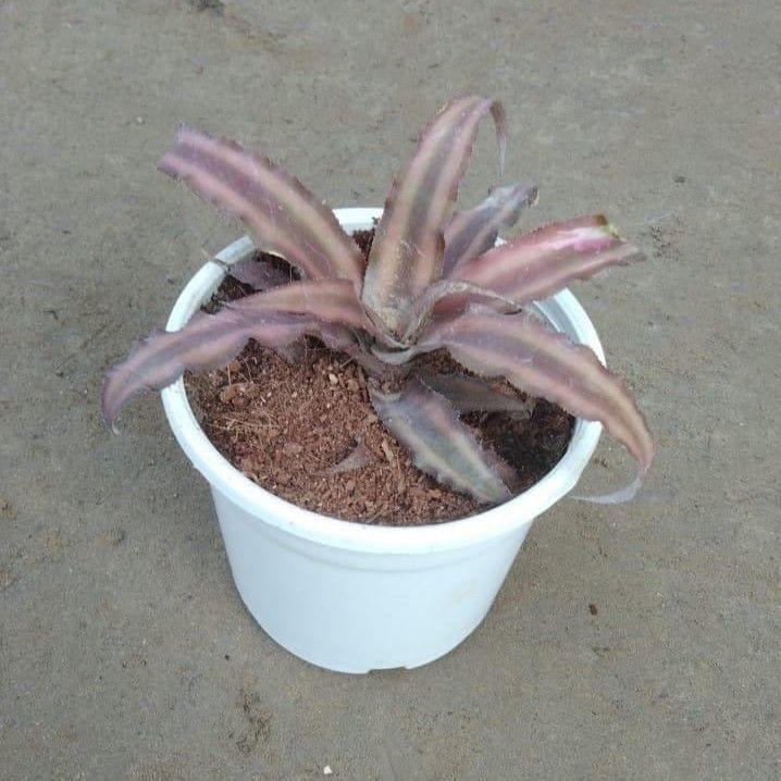 Buy Cryptanthus in 4 Inch White Plastic Pot Online | Urvann.com Cryptanthus any colour in 4 Inch Nursery Pot