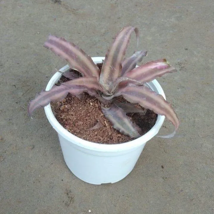 Cryptanthus any colour in 4 Inch Nursery Pot
