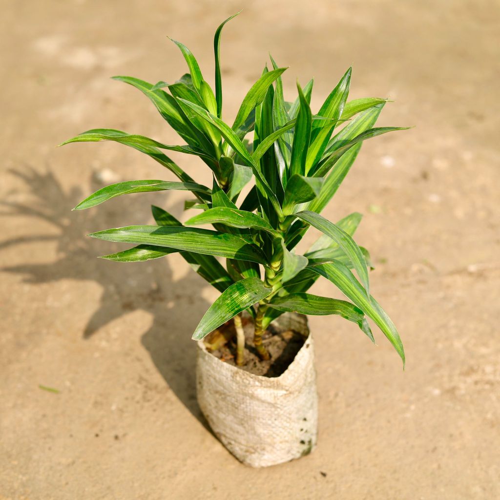 Buy Dracaena Messenger in 4 Inch Nursery Bag Online | Urvann.com Dracaena Messenger in 4 Inch Nursery Bag
