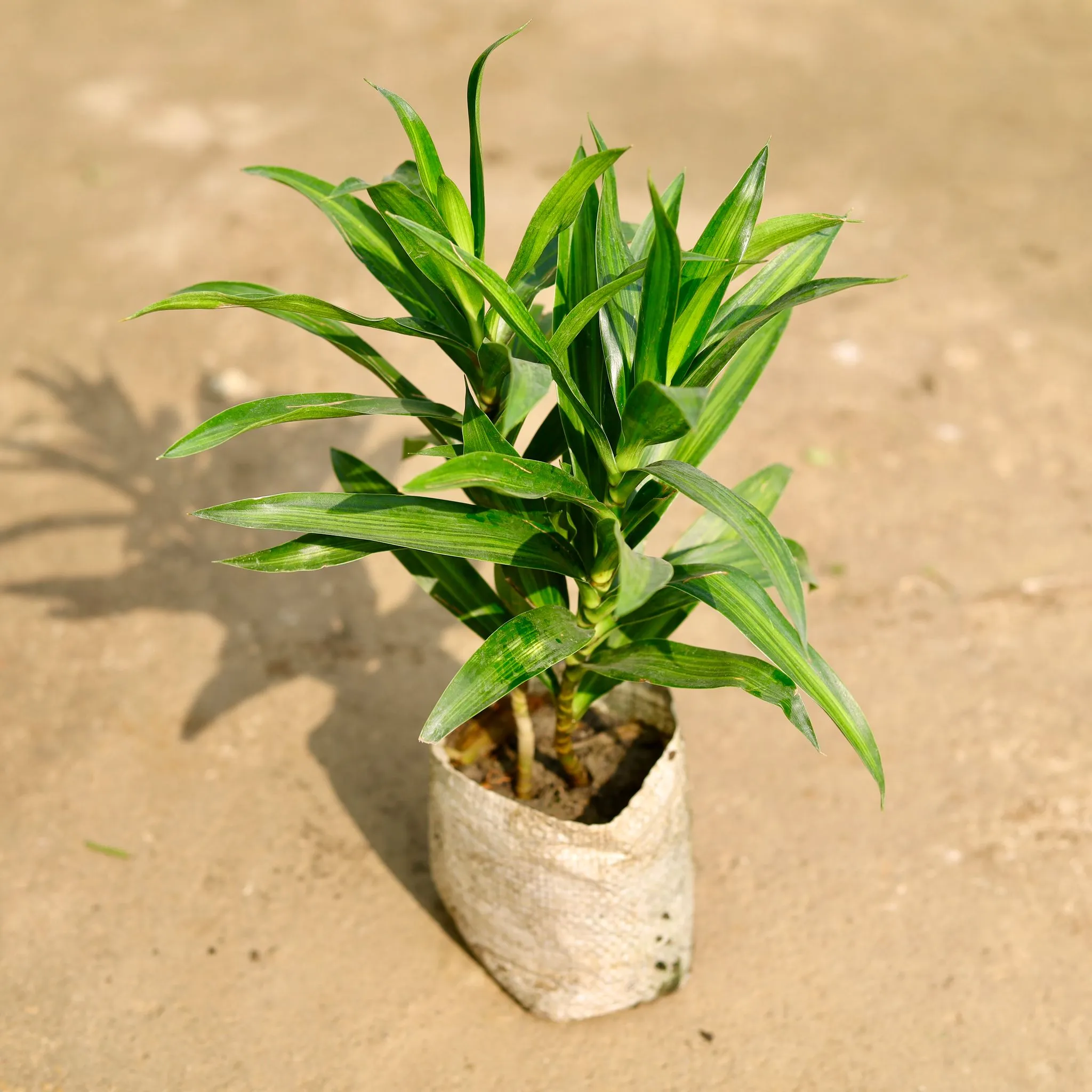 Dracaena Messenger in 4 Inch Nursery Bag