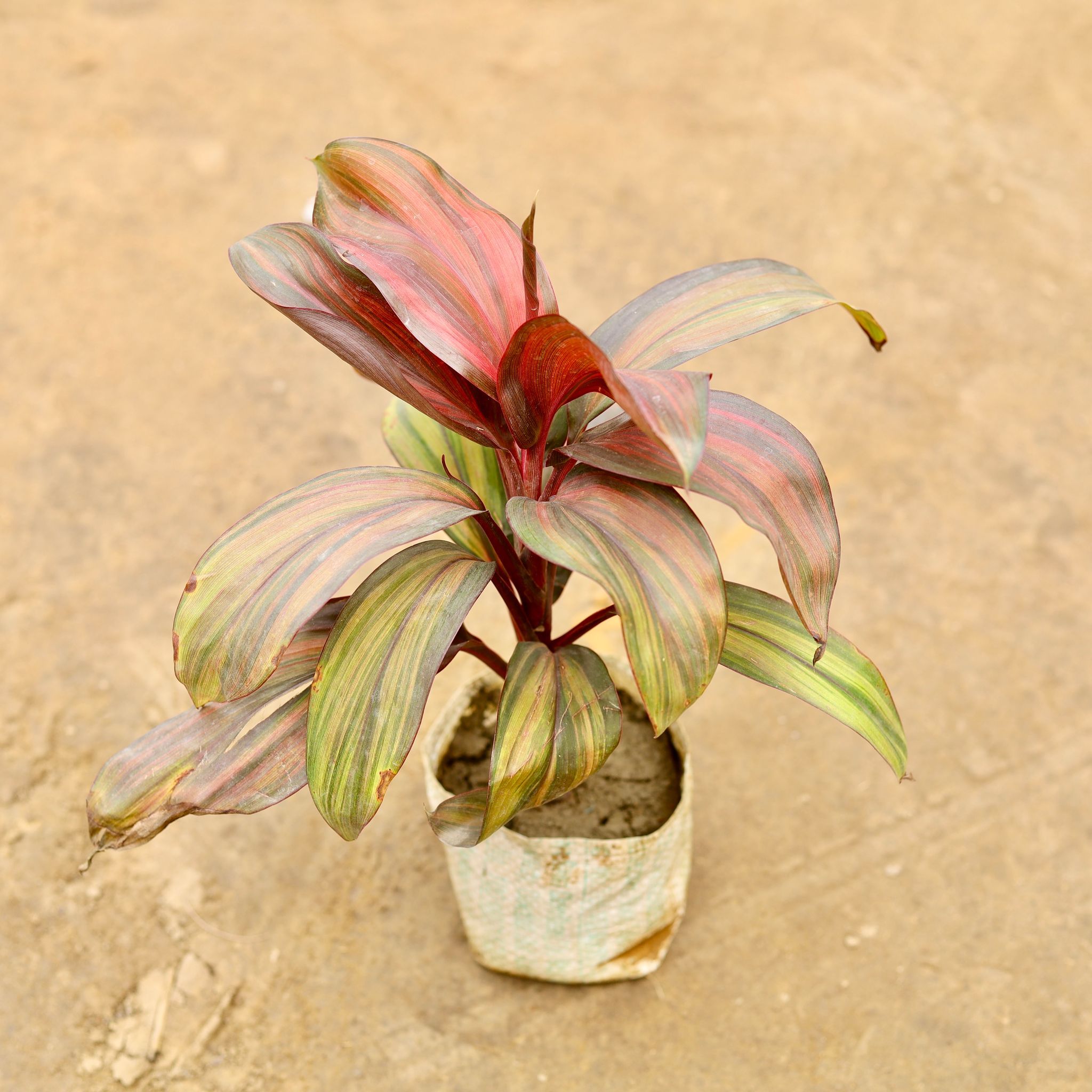 Dracaena Cordyline White in 4 Inch Nursery bag