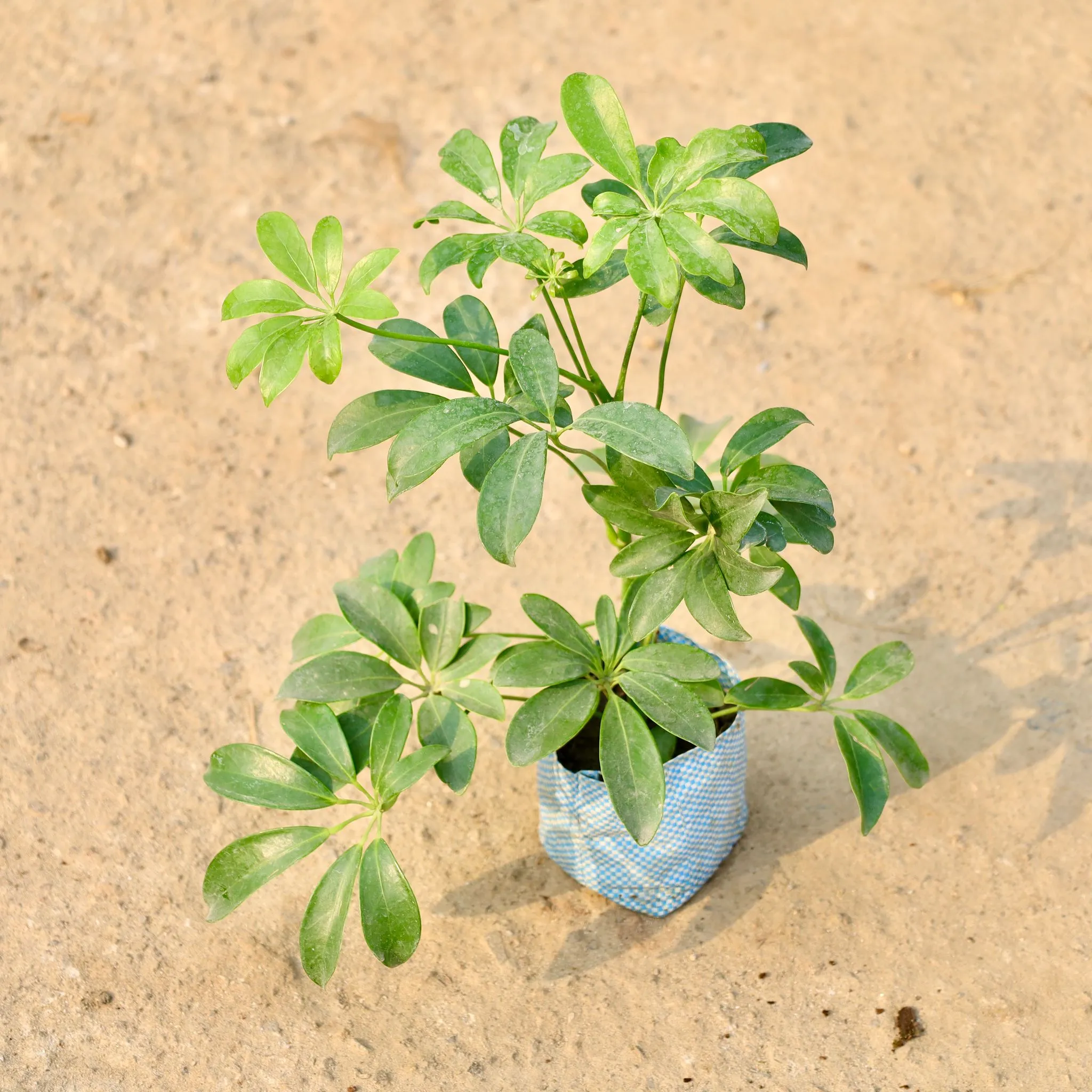 Schefflera Green in 4 Inch Nursery Bag