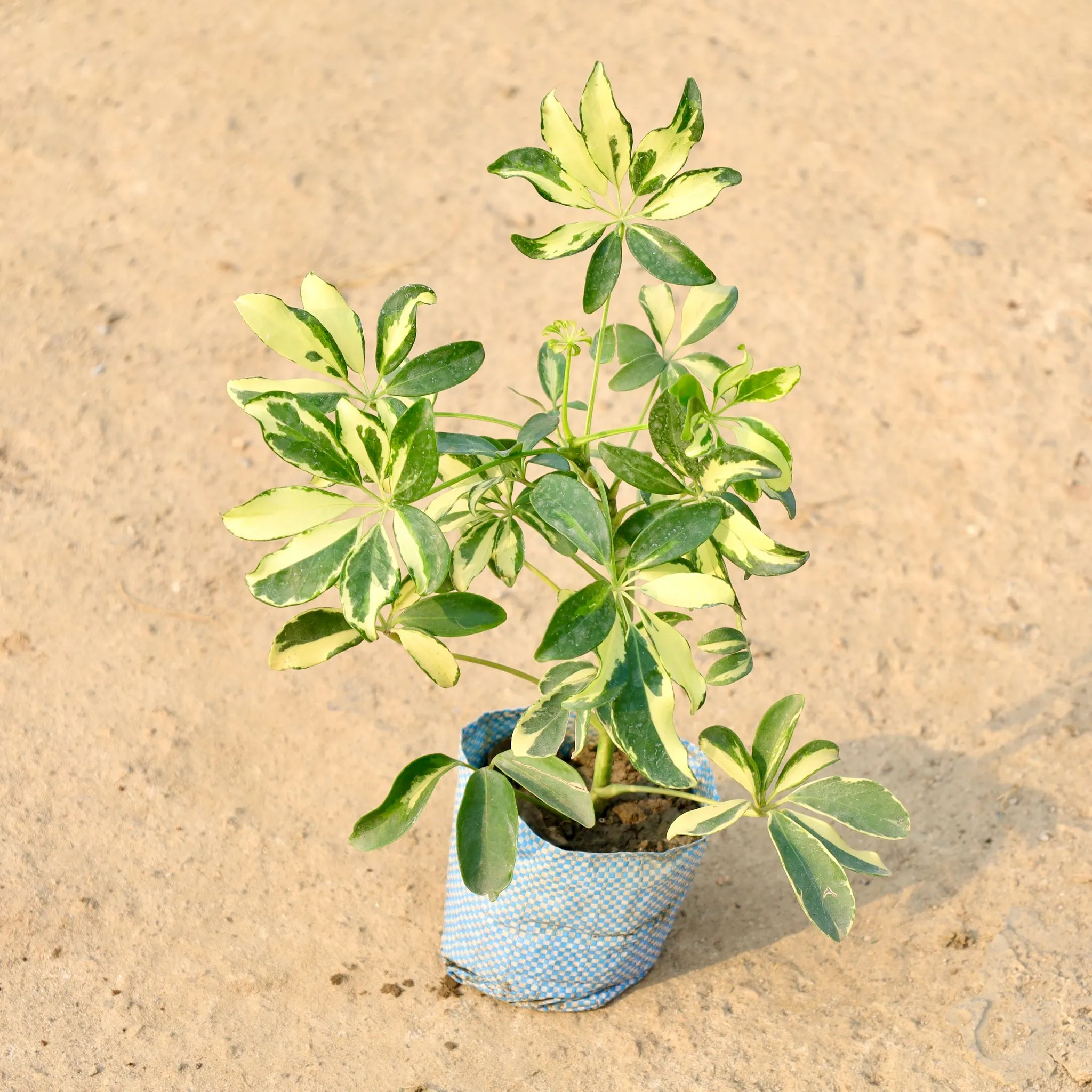 Schefflera Variegated in 4 Inch Nursery Bag